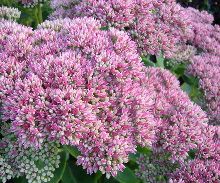 butterfly garden Hylotelephium spectabile AGM in summer border