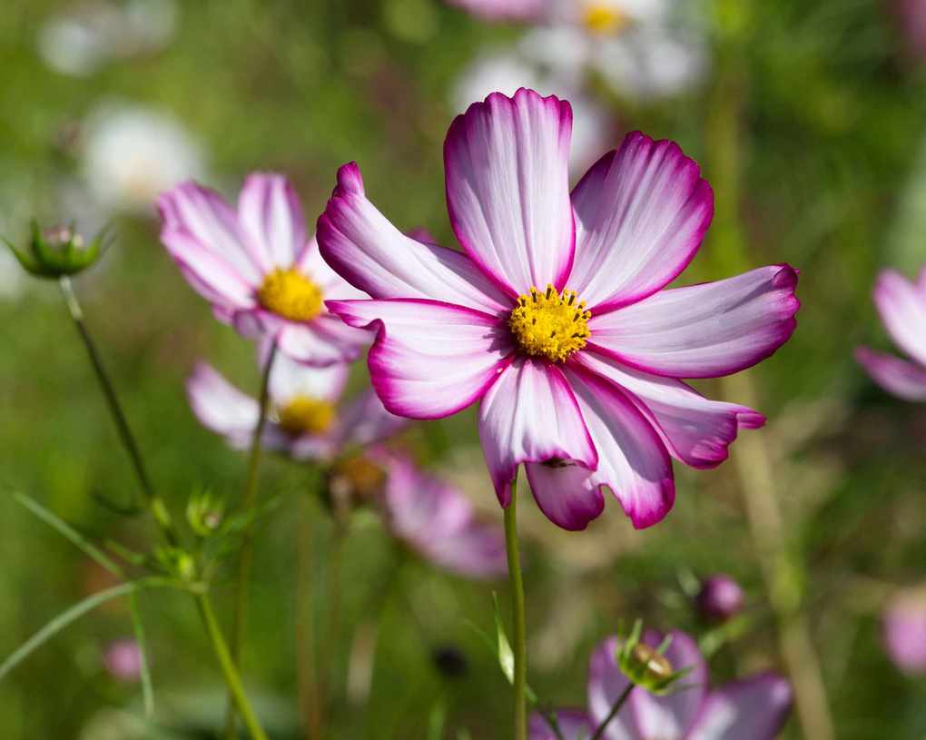 cosmos bipannatus candy stripe