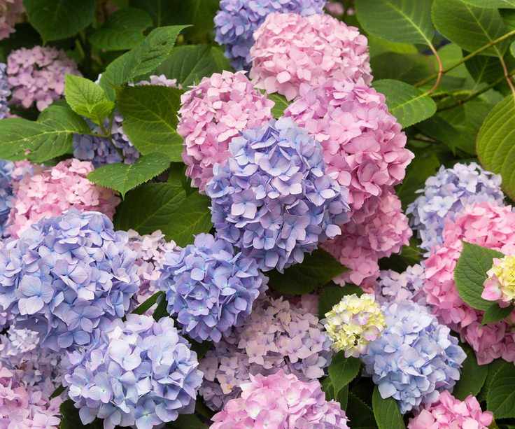 Hydrangea macrophylla Endless Summer