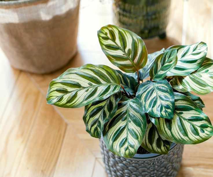 Calathea in grey textured pot on table
