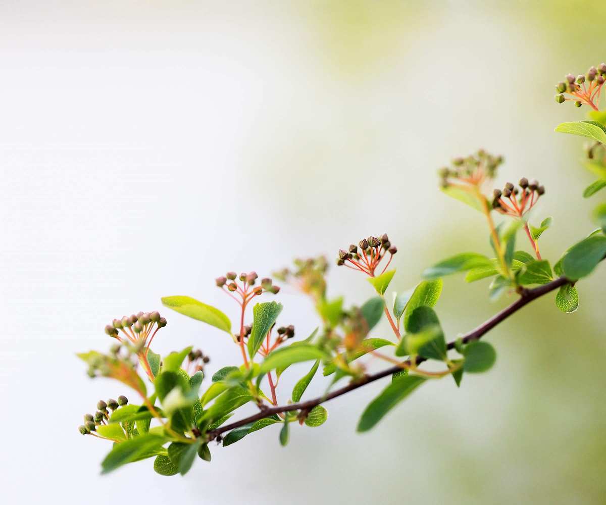 Single branch with buds of Spiraea x vanhouttei