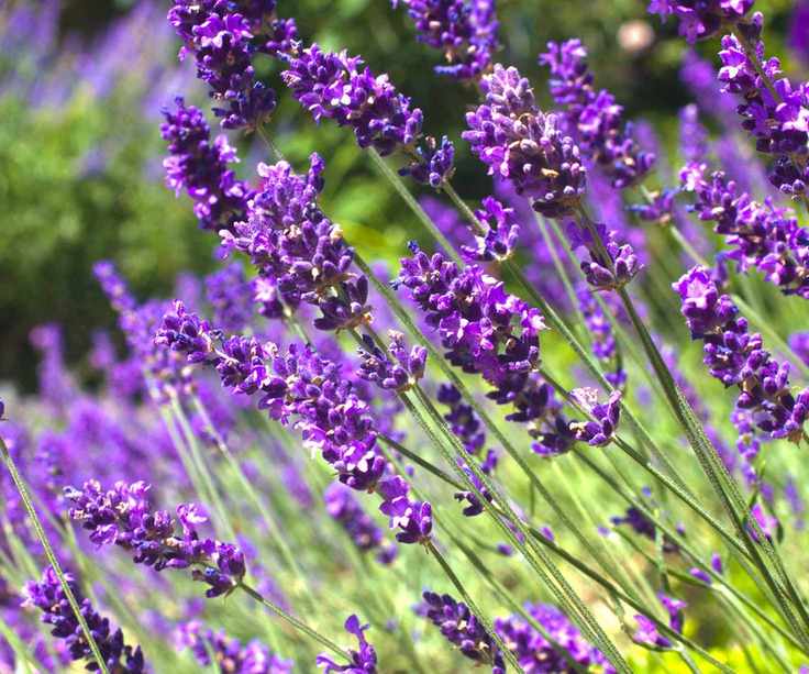 lavender plants in bloom
