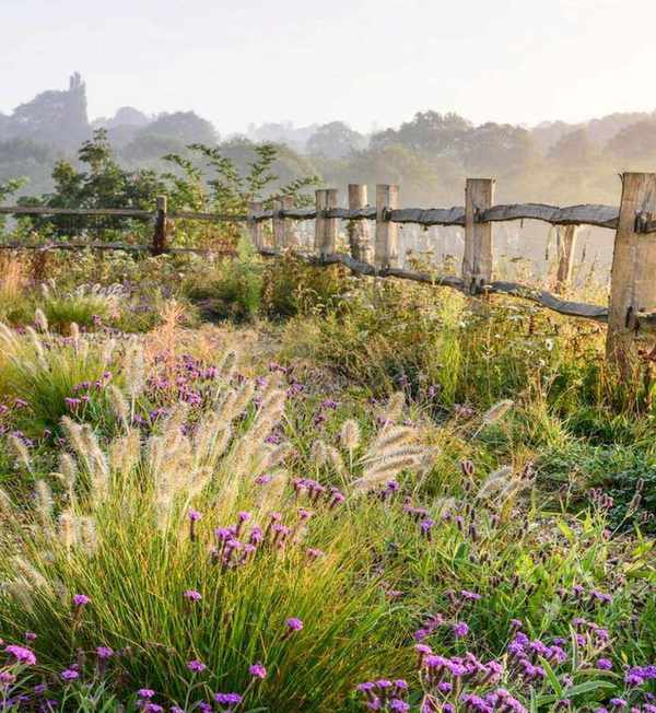 Wooden fence, wild flowers