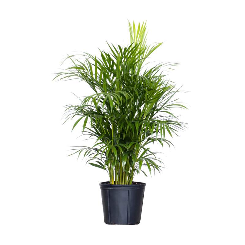 United Nursery Live Areca Palm Plant Indoor Houseplant in 10 Inch Grower Pot against white background