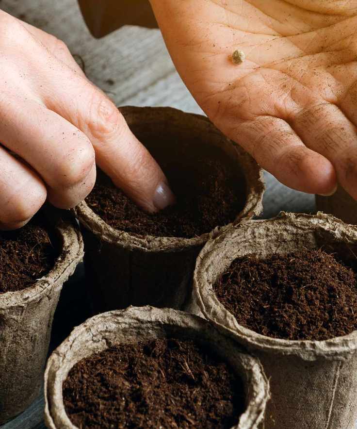 Sow seed for sweet peas and other hardy annuals in the greenhouse in winter