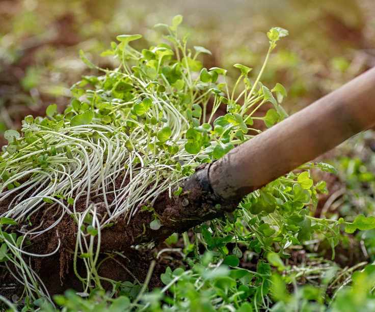 digging in green manure