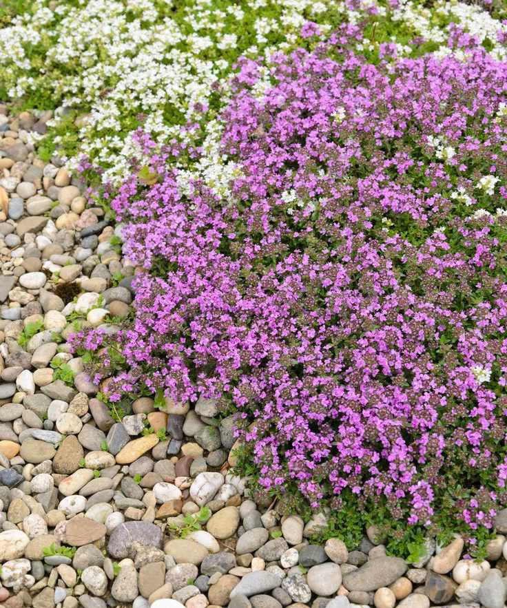 thyme ground cover