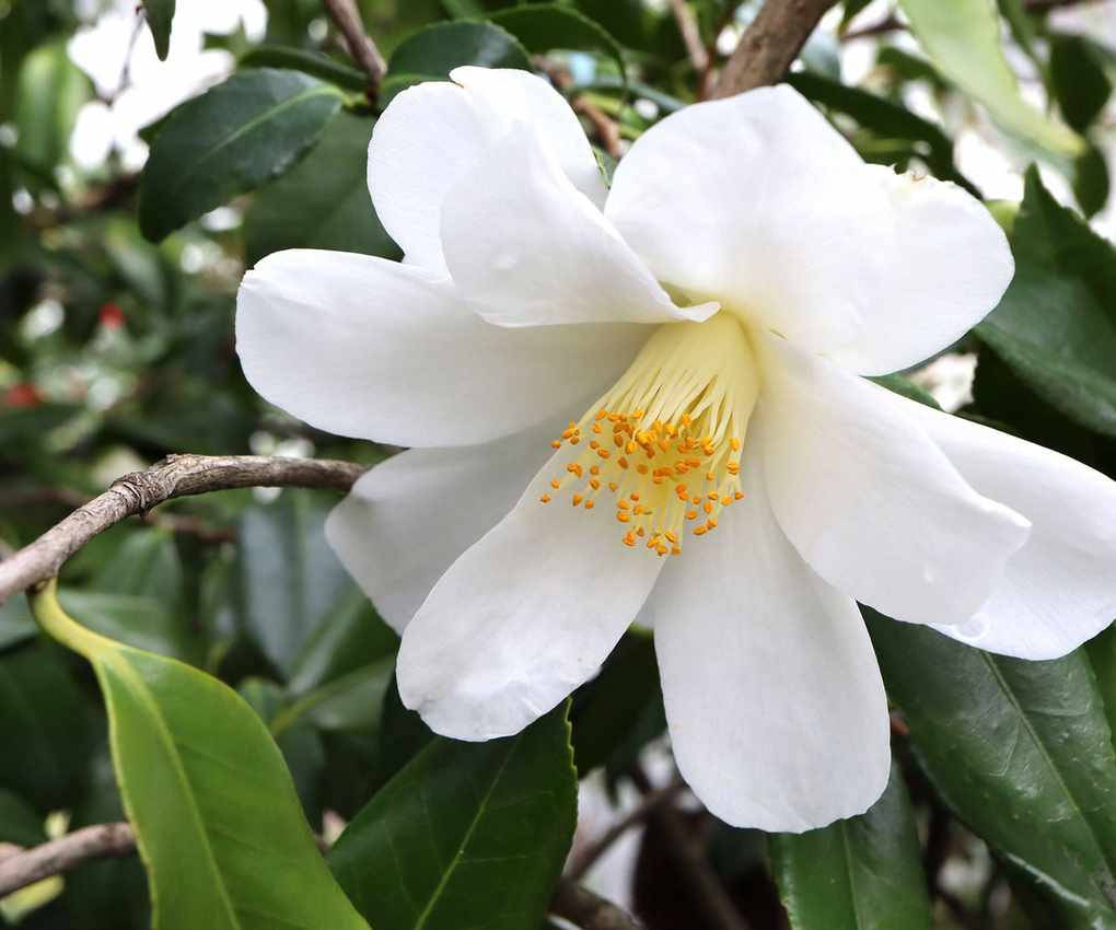 Camellia japonica 'Lily Pons'