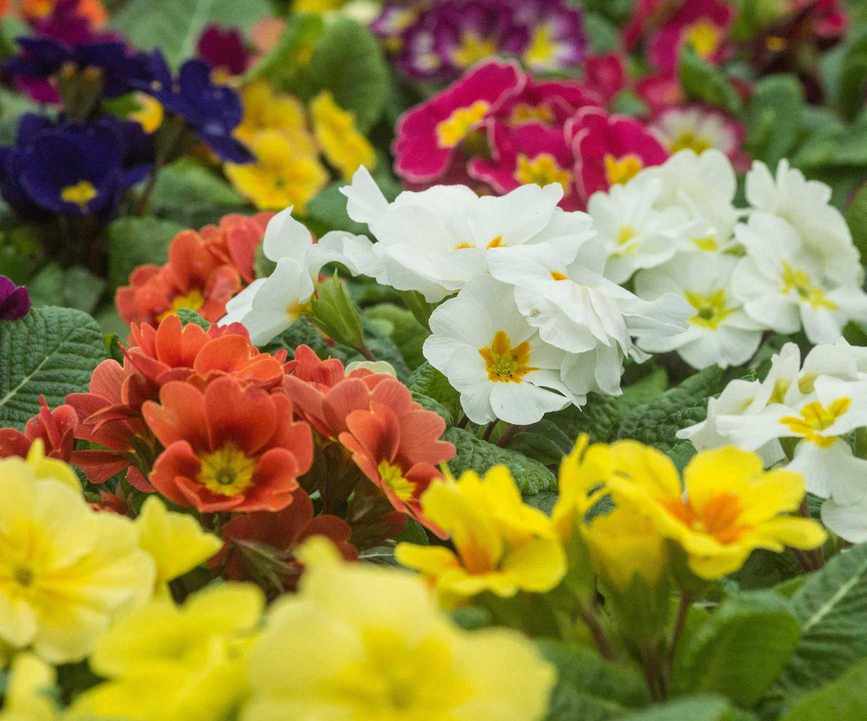 colorful spring primroses