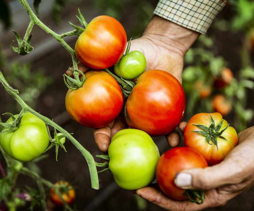 Red and green tomatoes together on a plant