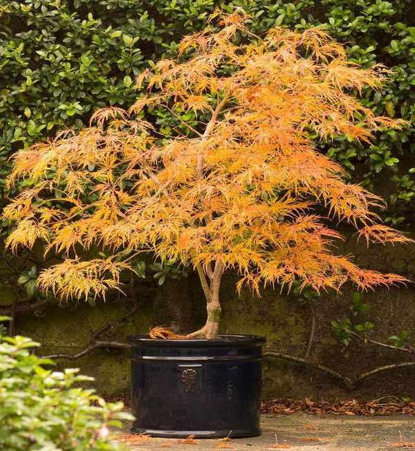 Acer palmatum var. dissectum 'Viridis'