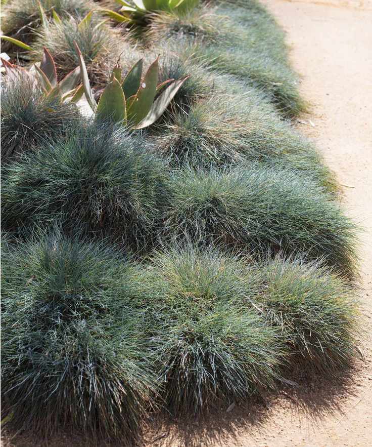 Festuca glauca 'Beyond Blue'