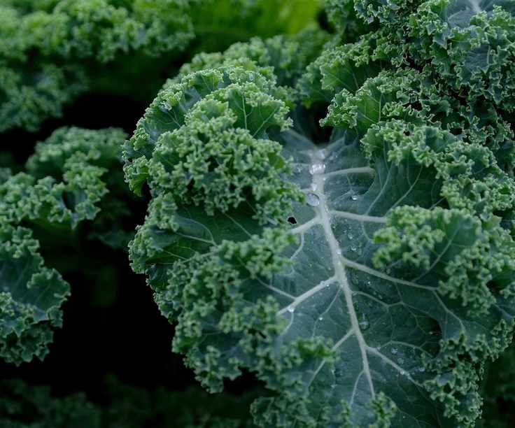 kale leaf close-up