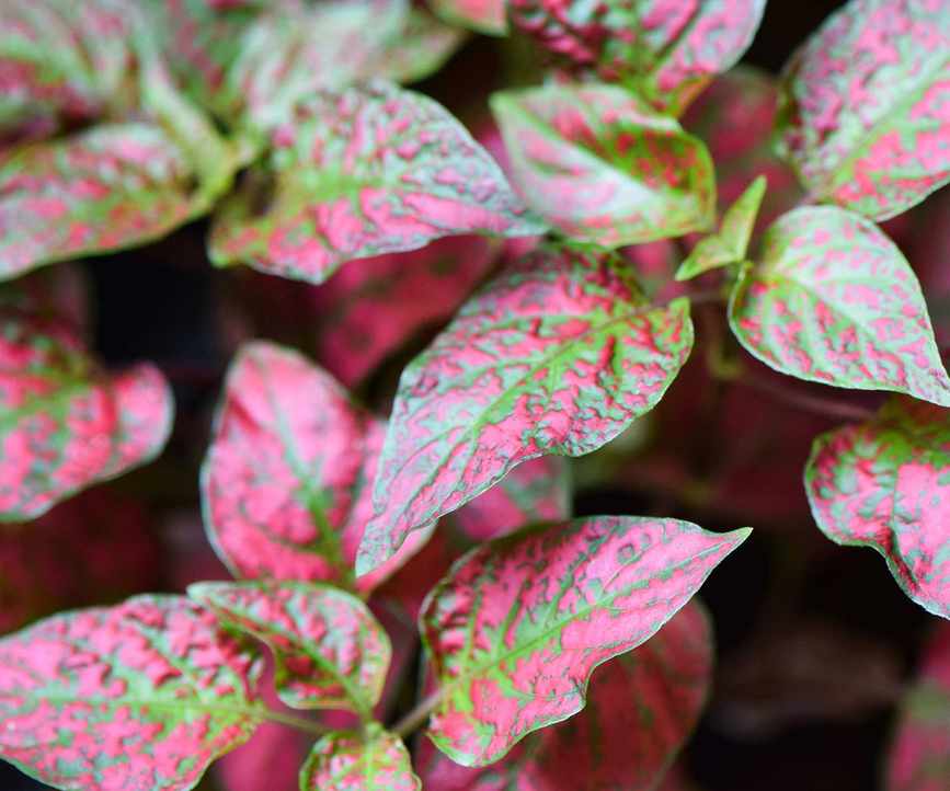 Pink And Green Hypoestes Polka Dot Plant