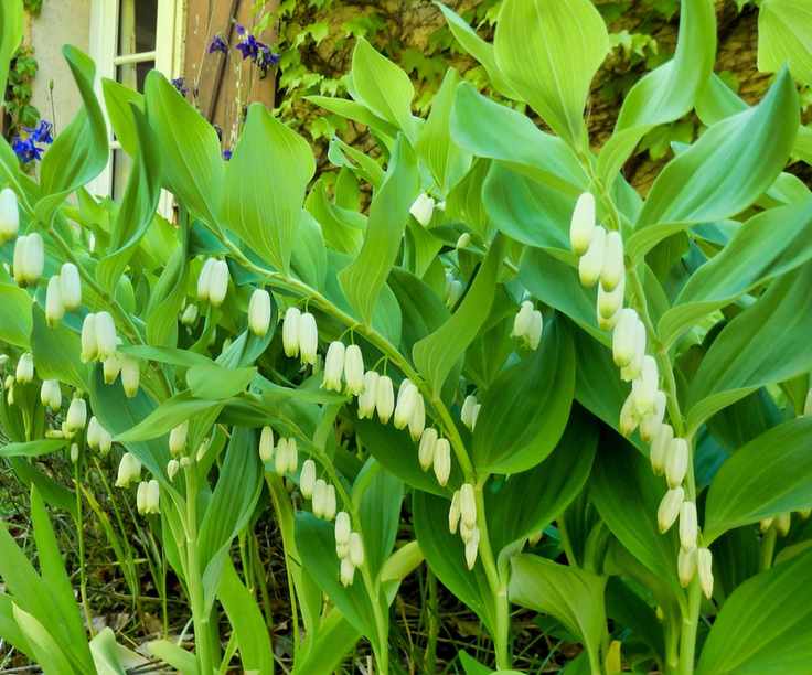 Solomon's seal in bloom with white flowers