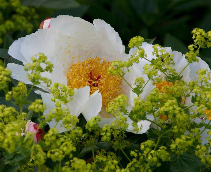 peony white wings