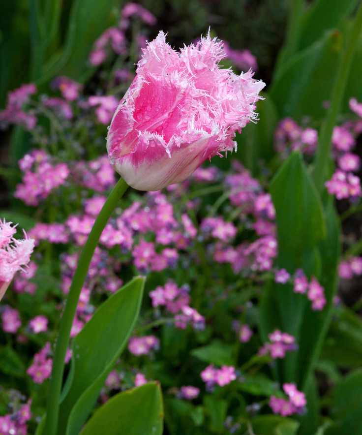 tulip huis ten bosch
