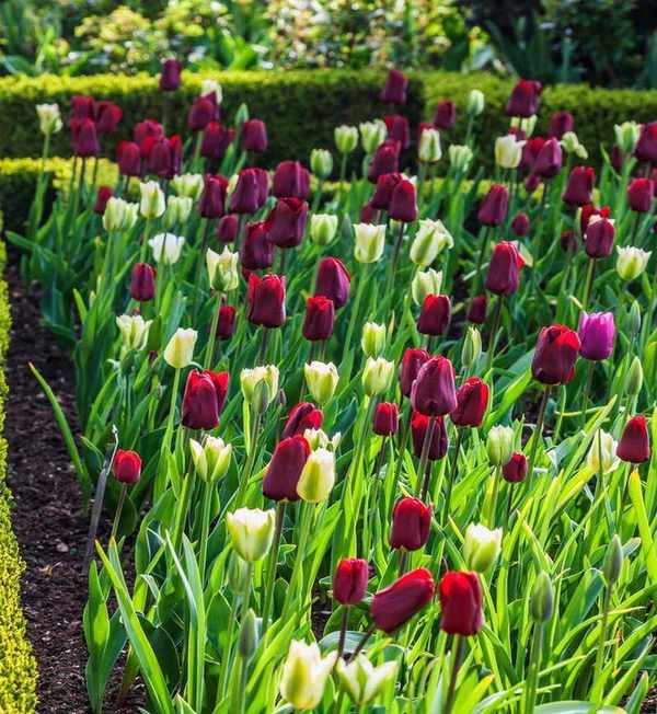 dark purple and white tulips with green stems