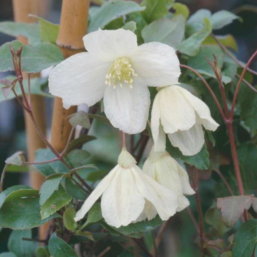 Clematis cirrhosa 'Jingle Bells'