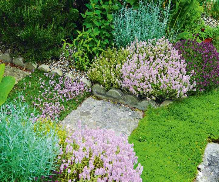 Growing rosemary from seeds