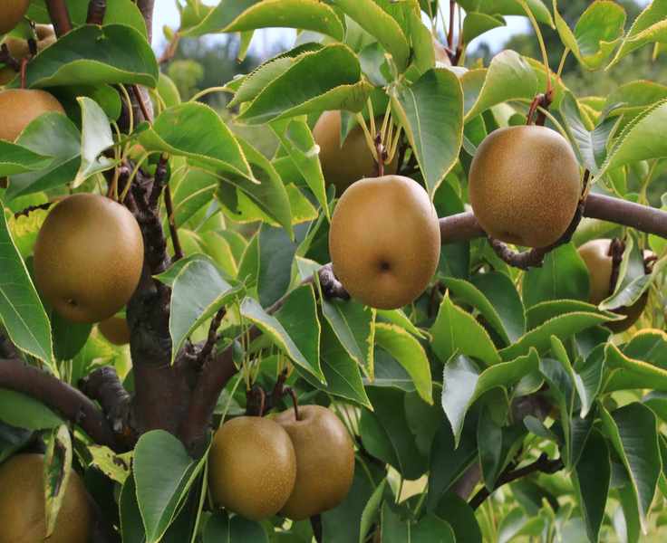Asian pear