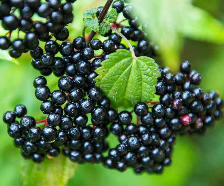 elder fruits growing on shrub in late summer and fall