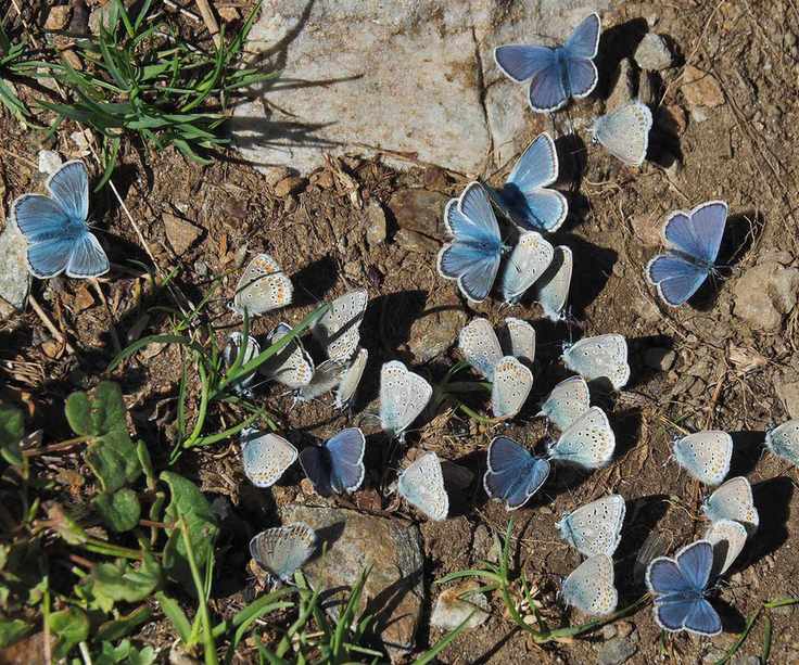 Blue butterflies