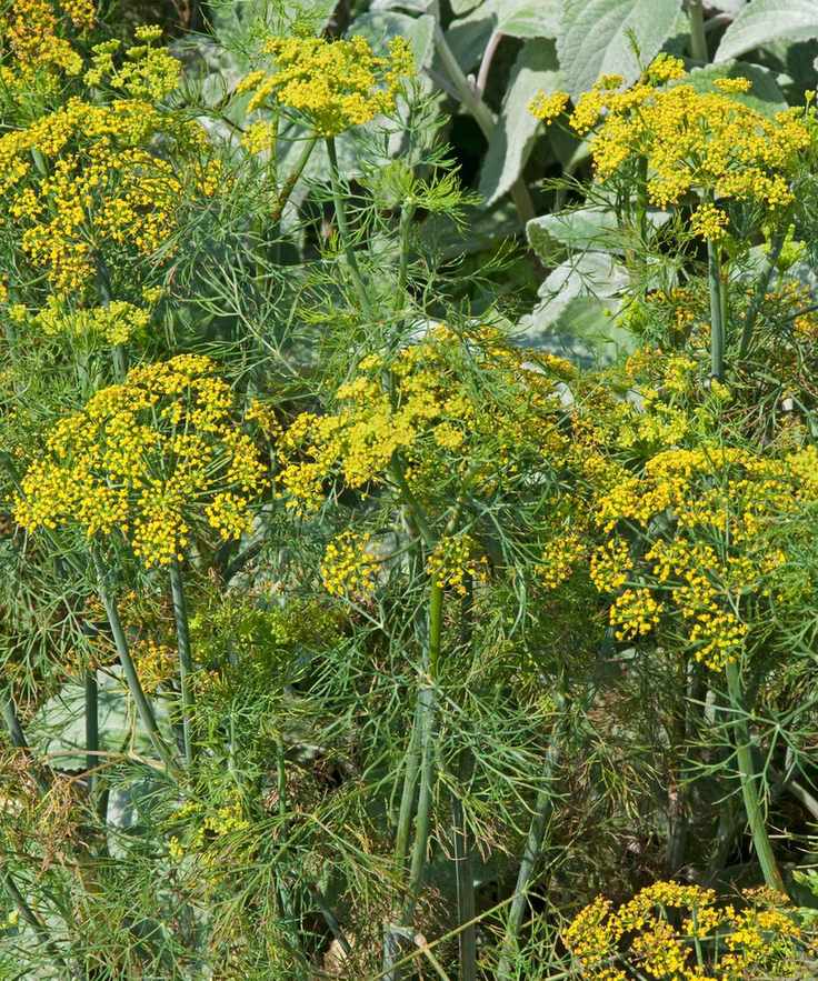 Dill 'Fernleaf'