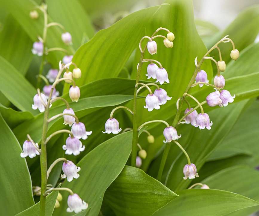 Lily of the valley
