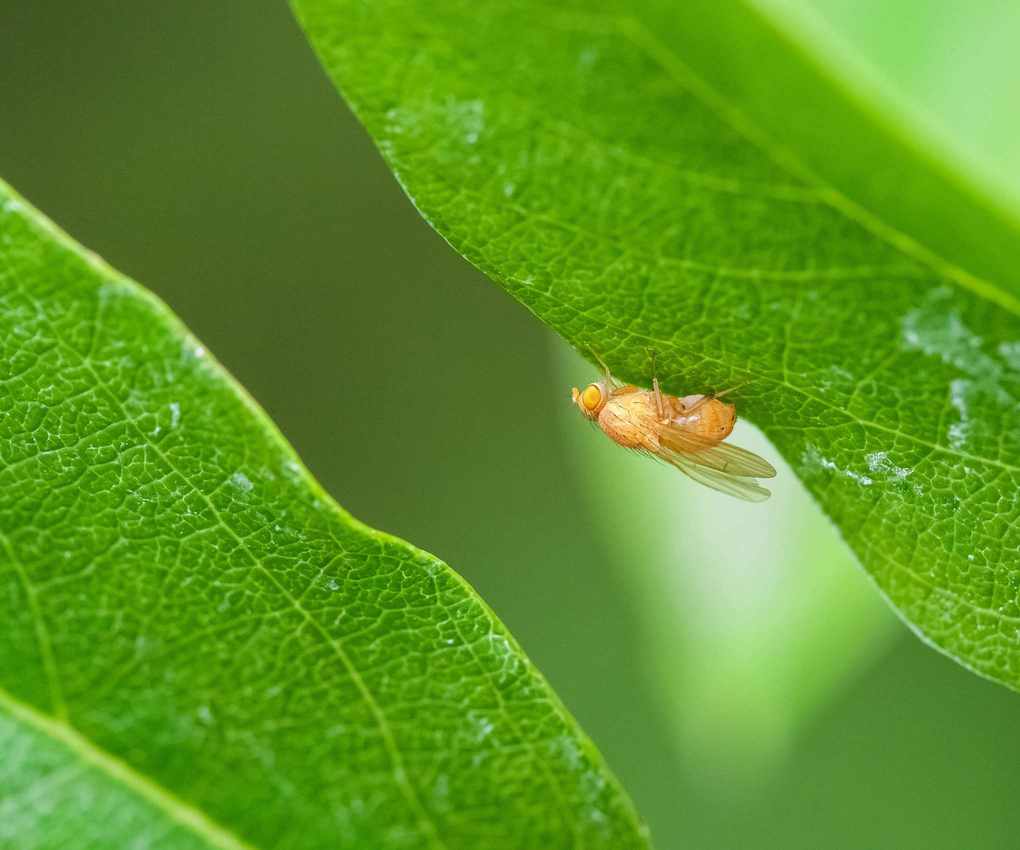 fruit fly on leaf