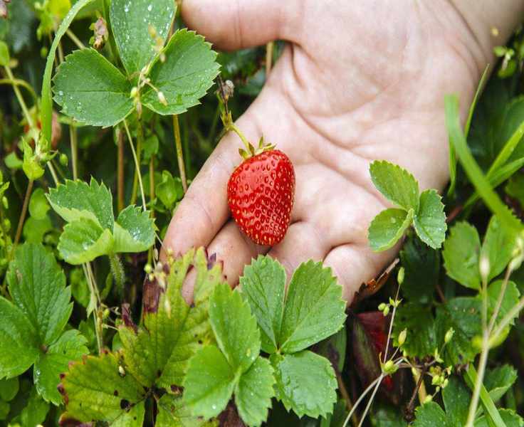 Should You Trim Strawberry Plants This Fall? Expert Insights on Winter Care