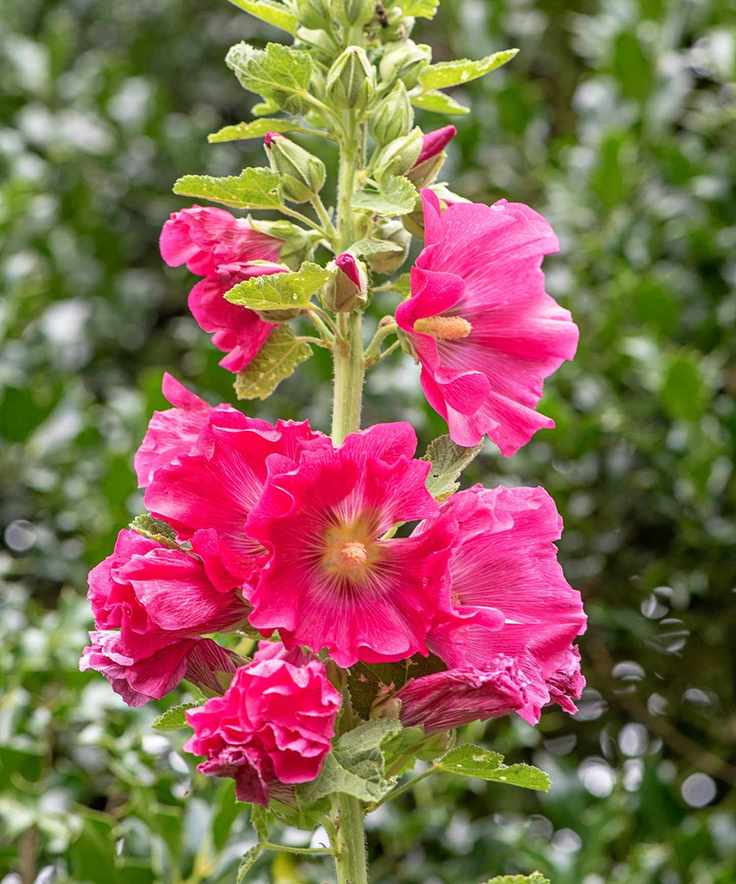 bright pink hollyhock