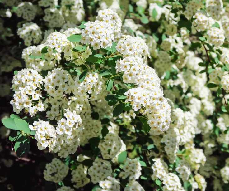 Abundance of white flowers on Spiraea Prunifolia f. Simpliciflora