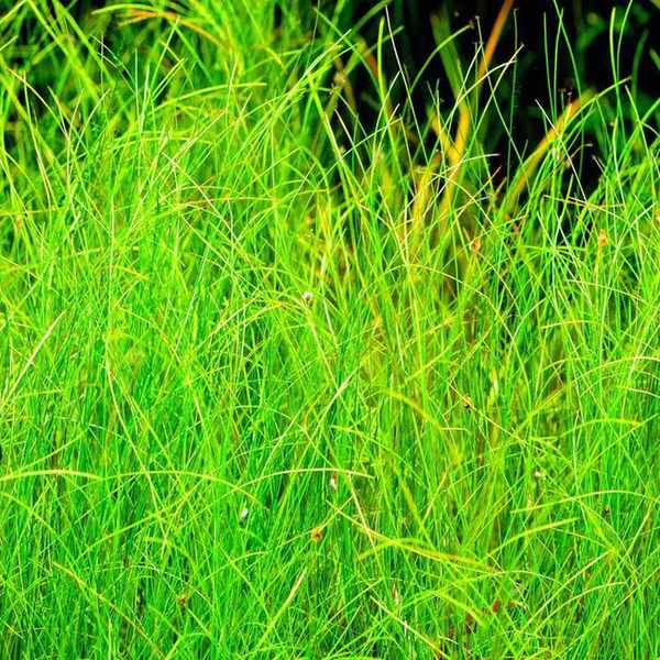 Oxygenating pond plants