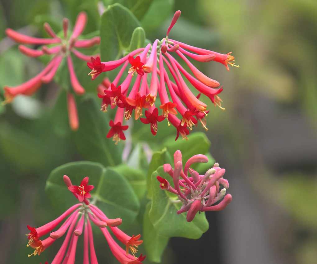 Coral honeysuckle,