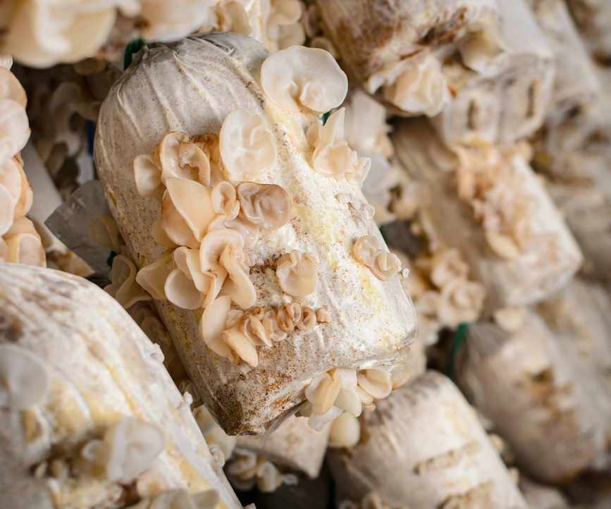 Oyster mushrooms being farmed in bags