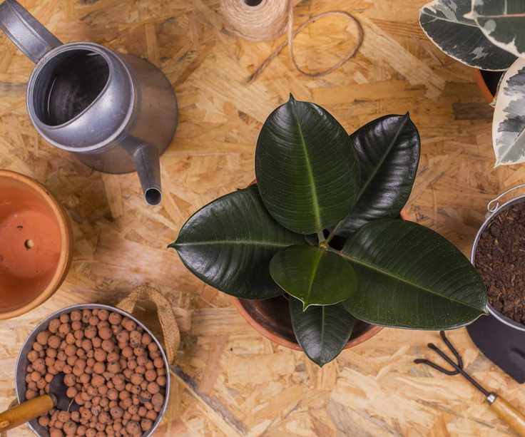 Rubber plant