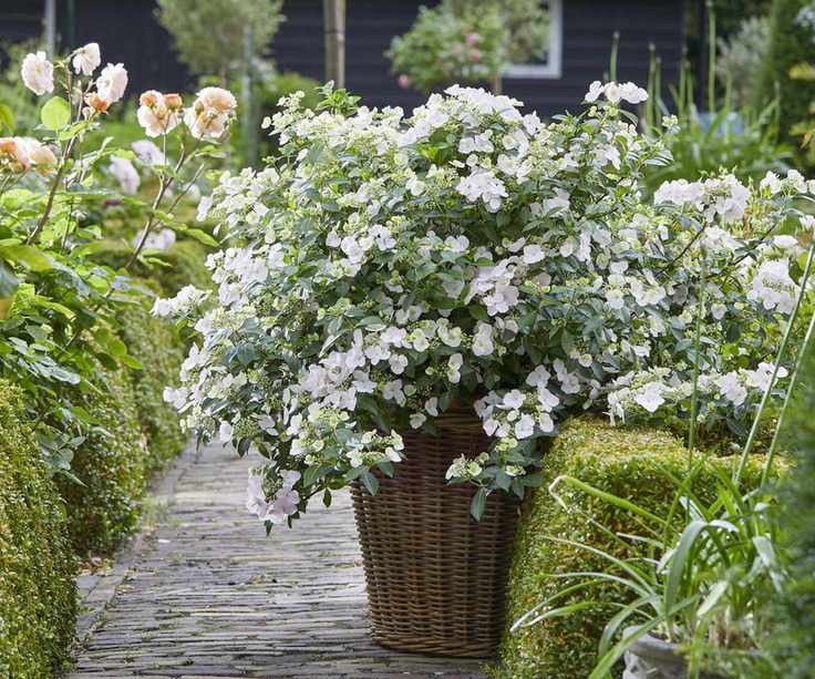 hydrangea Fairytrail Bride Snow White flowering in container