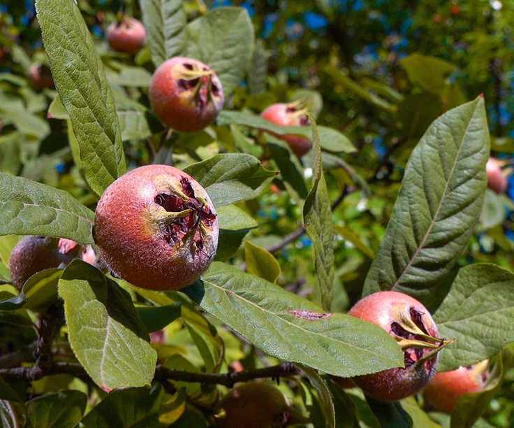 Medlar fruits in a sunny garden border