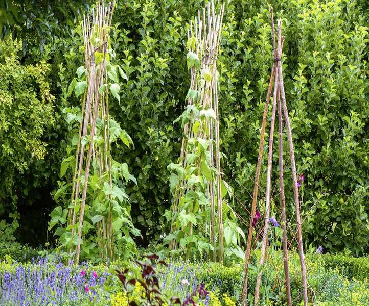 Discover how to grow runner beans in the ground and using wigwams