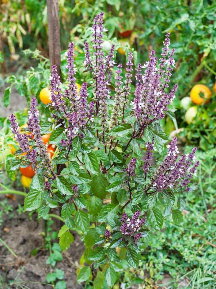 companion planting basil by tomato plant