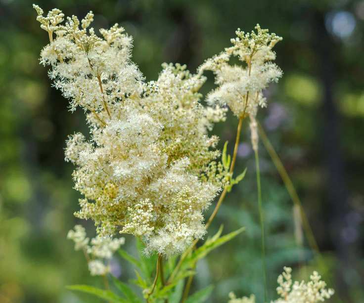 plants in wet soil Filipendula ulmaria in bloom in meadow