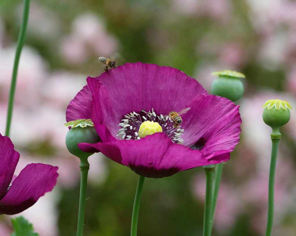 bees on a purple poppy