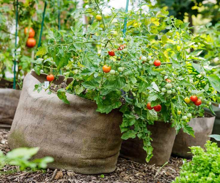 Fabric grow bags