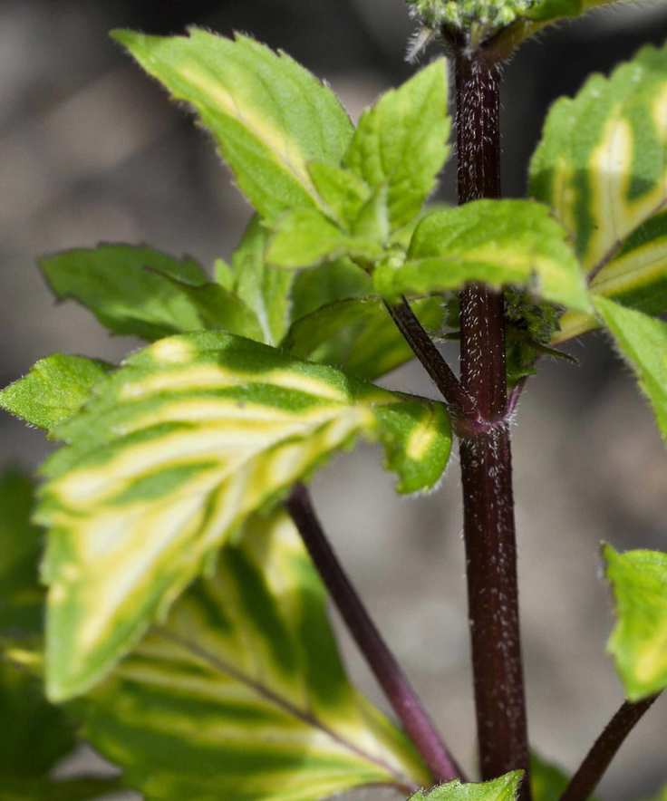 Ginger mint plant