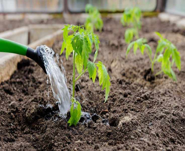 The Best Times to Water Your Vegetable Garden for Optimal Growth