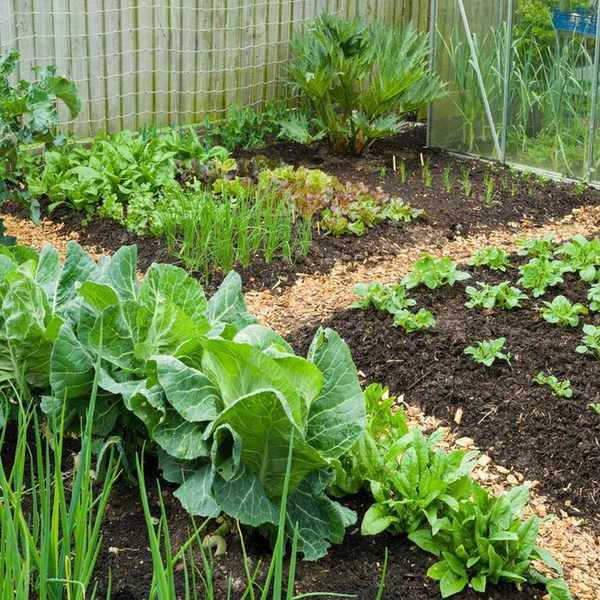 A vegetable garden with mulch on beds