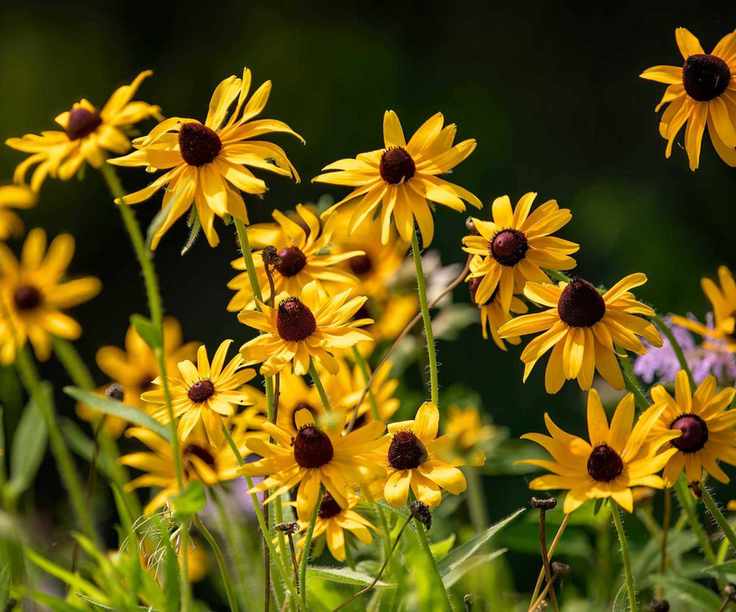 yellow rudbeckias