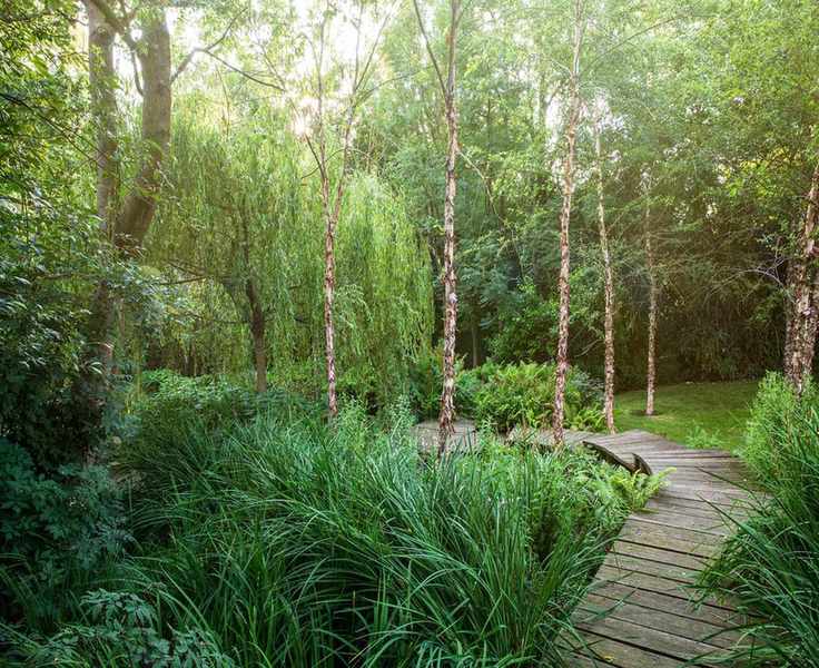 woodland gardens with cyclamen and trees