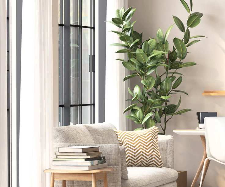 Ficus elastica indoor tree